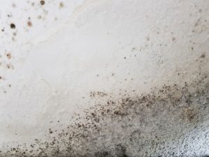 4 Reasons to Get a Mold Inspection