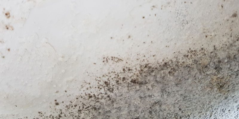 4 Reasons to Get a Mold Inspection