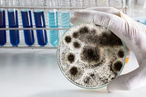 How Does Mold Testing Differ from an Inspection?