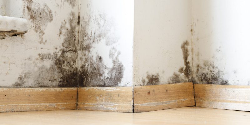 How Can a Home Inspection Discover Mold and Mildew?